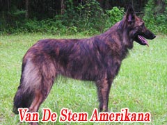 Amerikana Van De Stem