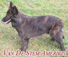 Americus Van De Stem